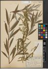 Foto von Salix alba L.